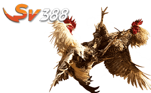 Cock Fighting